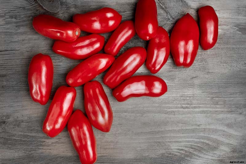 What’s the Difference Between Determinate and Indeterminate Tomatoes?