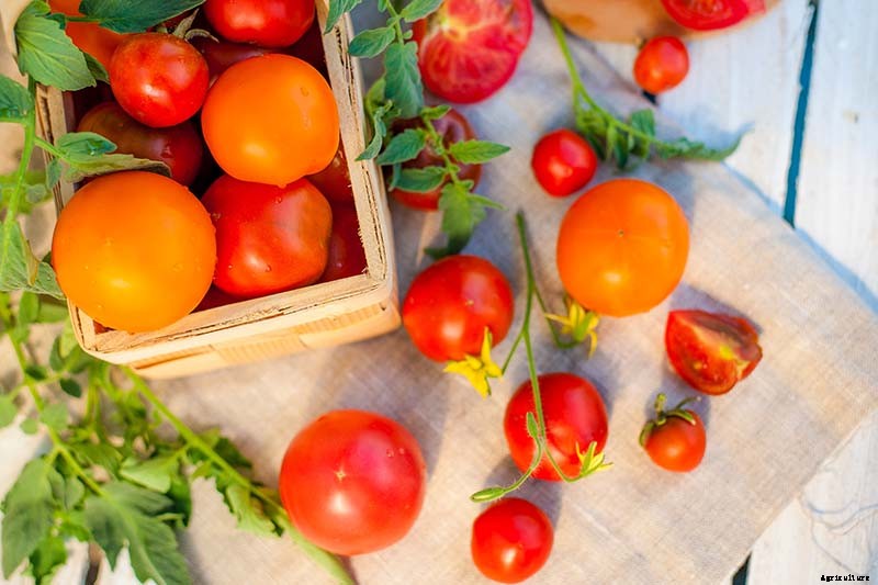 What’s the Difference Between Determinate and Indeterminate Tomatoes?