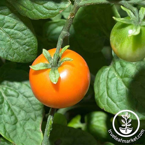 What’s the Difference Between Determinate and Indeterminate Tomatoes?