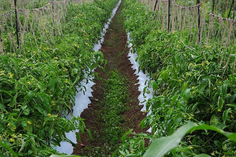 What’s the Difference Between Determinate and Indeterminate Tomatoes?