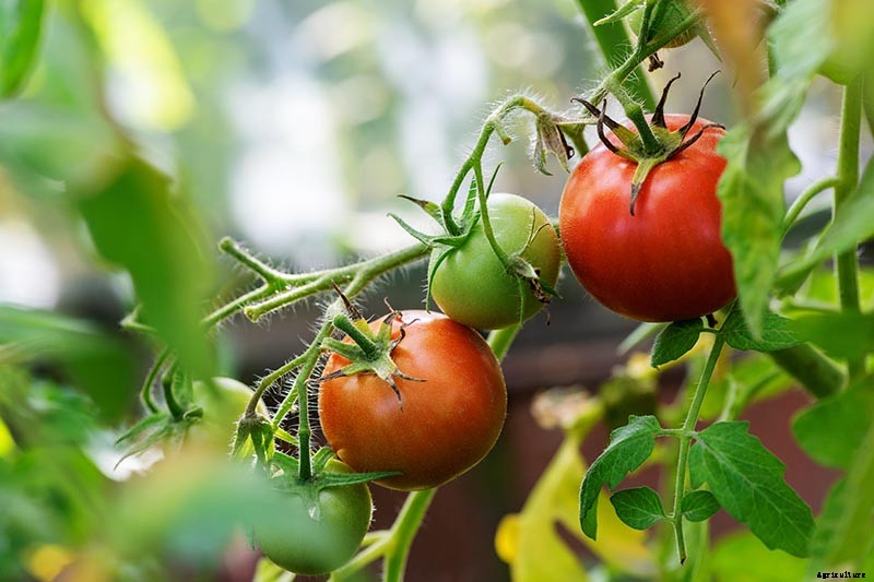What’s the Difference Between Determinate and Indeterminate Tomatoes?