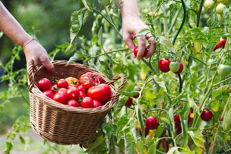 What’s the Difference Between Determinate and Indeterminate Tomatoes?