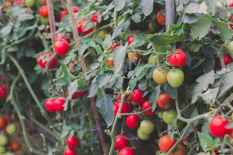 What’s the Difference Between Determinate and Indeterminate Tomatoes?