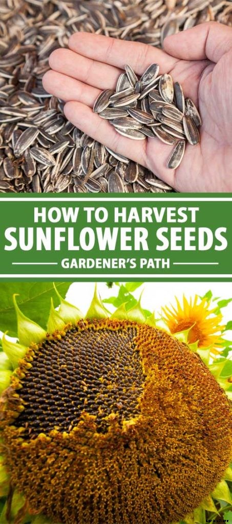 How to Harvest Sunflower Seeds