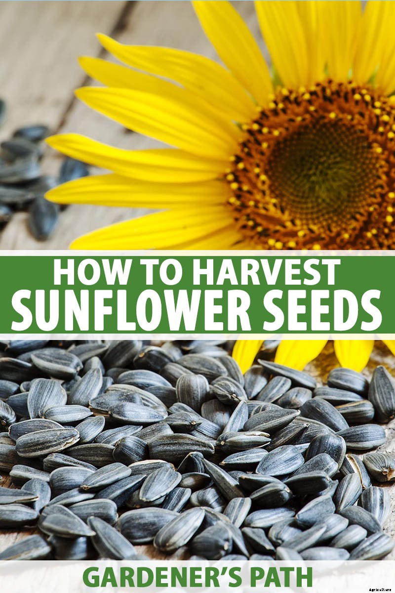 How to Harvest Sunflower Seeds