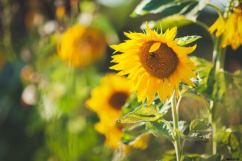 How to Harvest Sunflower Seeds