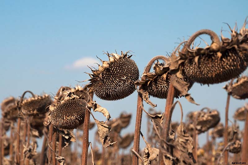 How to Harvest Sunflower Seeds