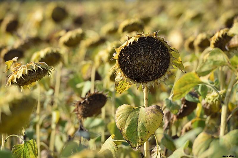 How to Harvest Sunflower Seeds