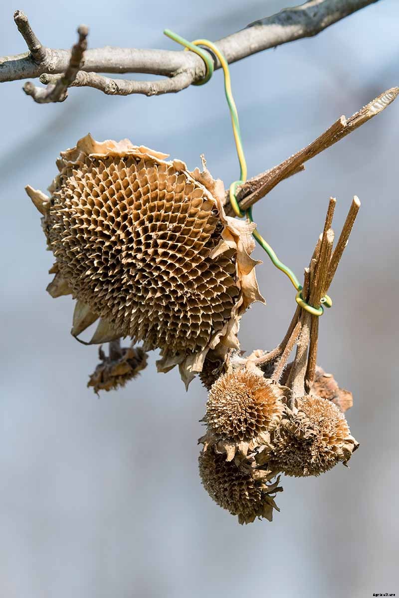 How to Harvest Sunflower Seeds
