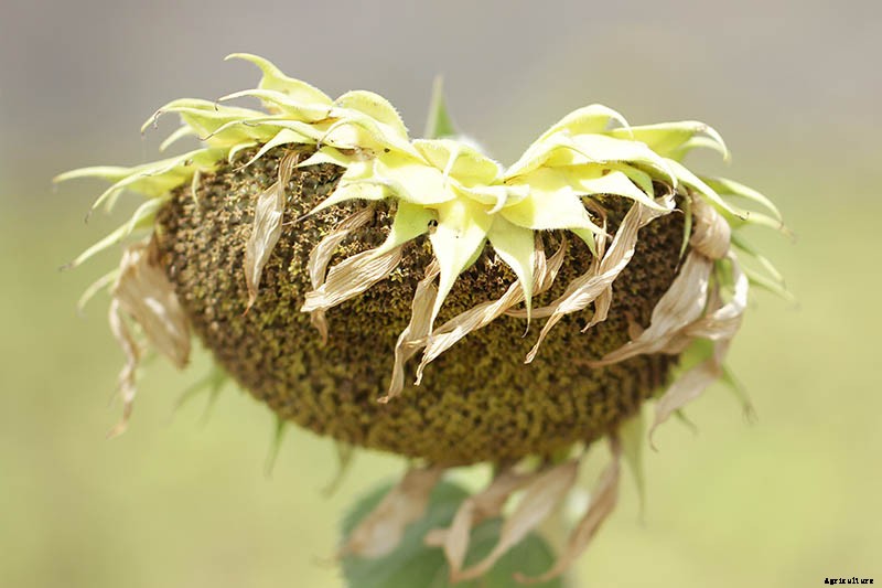 How to Harvest Sunflower Seeds