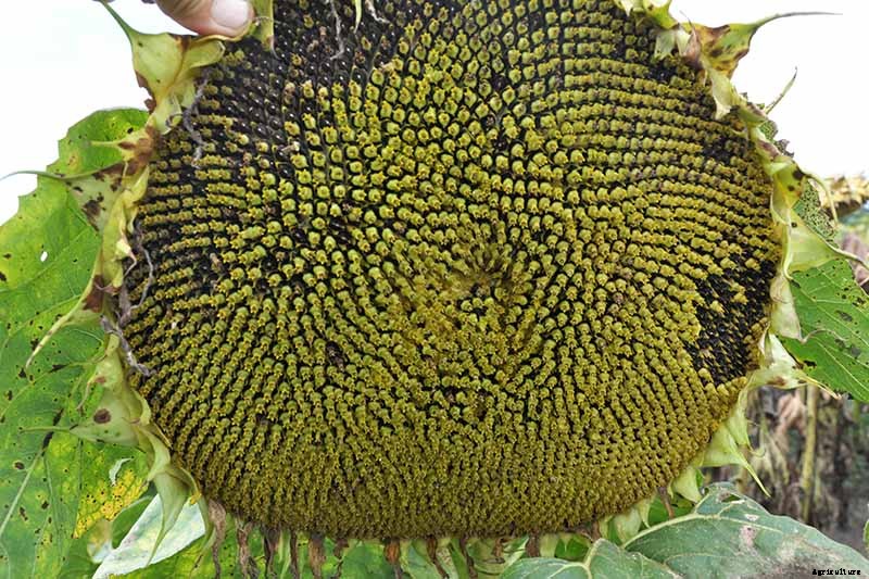 How to Harvest Sunflower Seeds