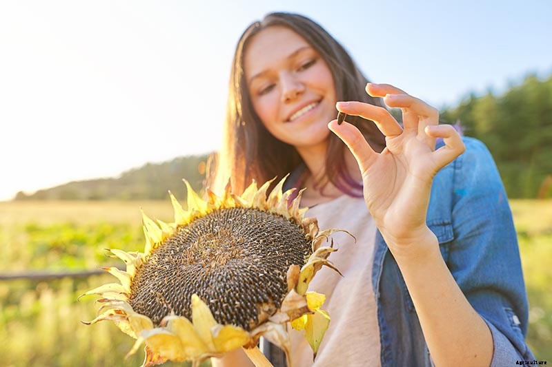 How to Harvest Sunflower Seeds