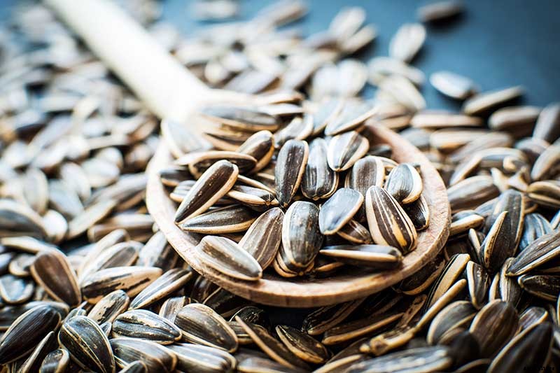 How to Harvest Sunflower Seeds