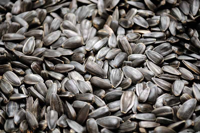 How to Harvest Sunflower Seeds