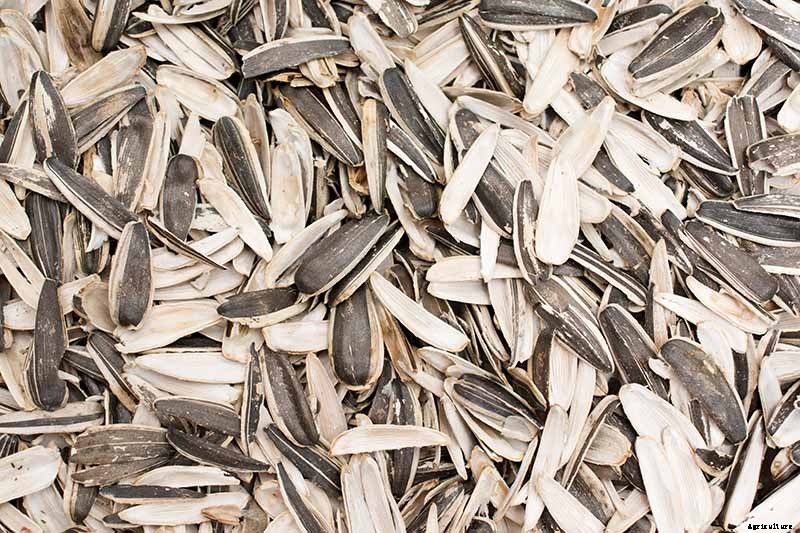 How to Harvest Sunflower Seeds