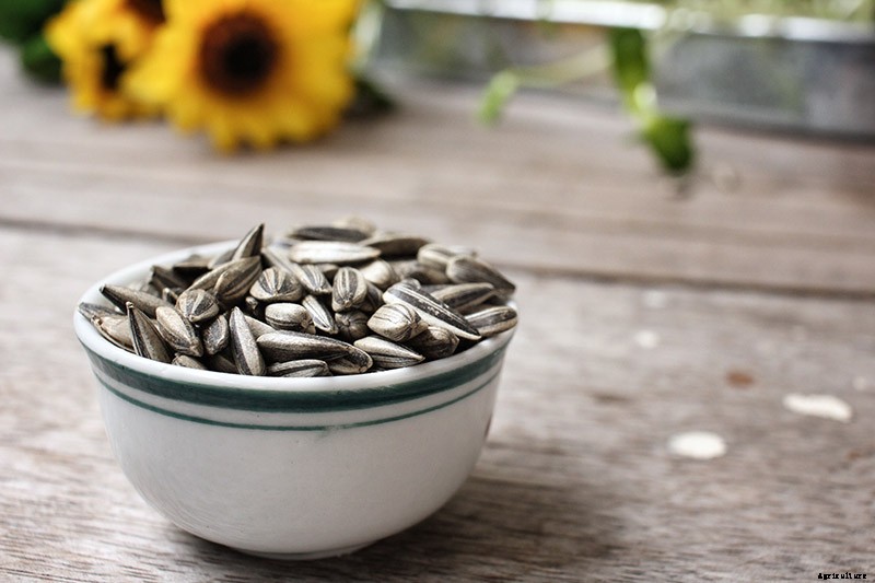 How to Harvest Sunflower Seeds