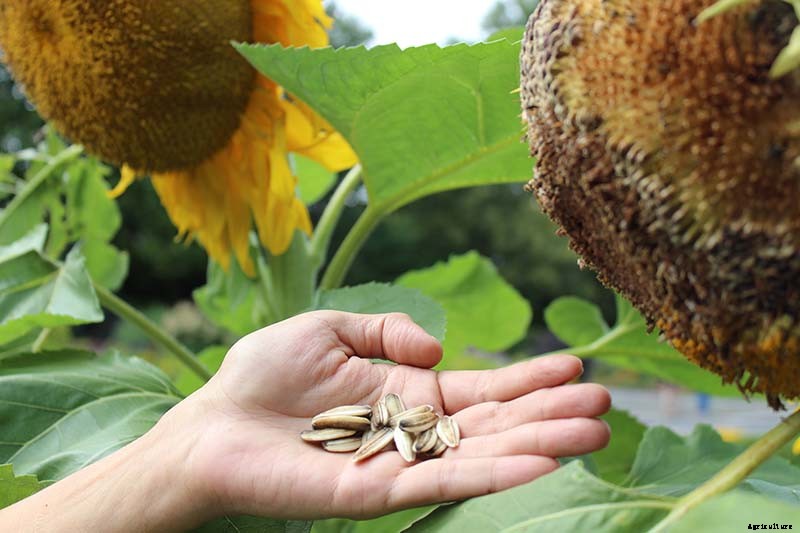 How to Harvest Sunflower Seeds