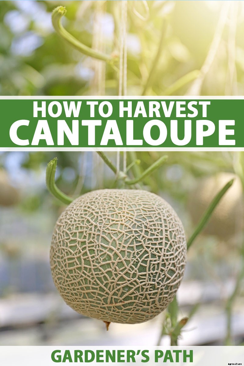 When and How to Harvest Cantaloupe, the Sweetest Garden Candy