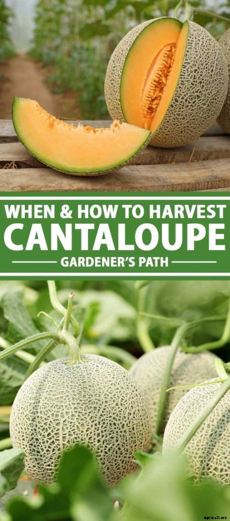 When and How to Harvest Cantaloupe, the Sweetest Garden Candy