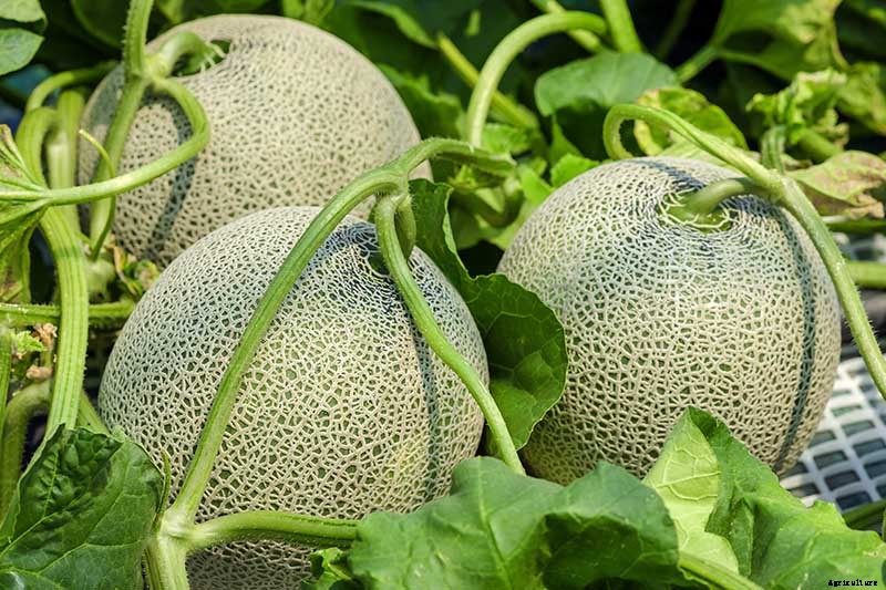 When and How to Harvest Cantaloupe, the Sweetest Garden Candy