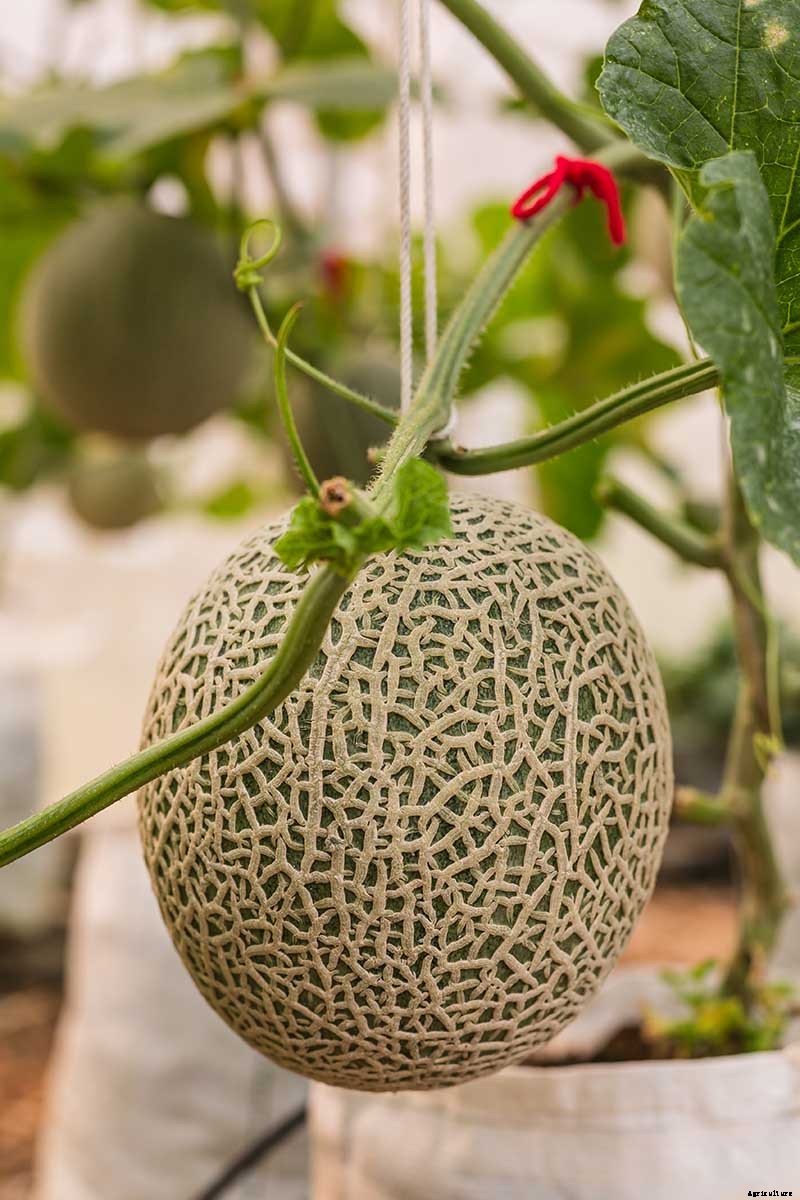 When and How to Harvest Cantaloupe, the Sweetest Garden Candy