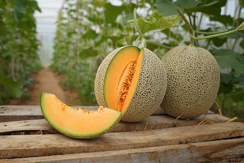 When and How to Harvest Cantaloupe, the Sweetest Garden Candy