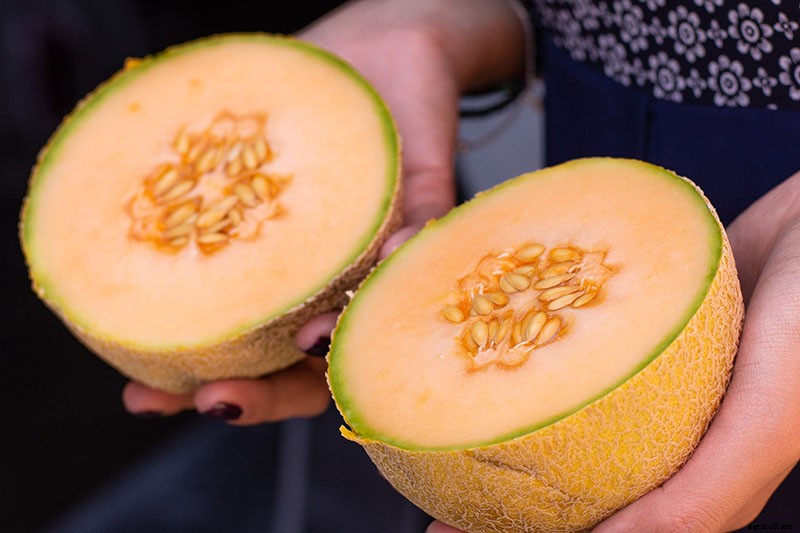 When and How to Harvest Cantaloupe, the Sweetest Garden Candy