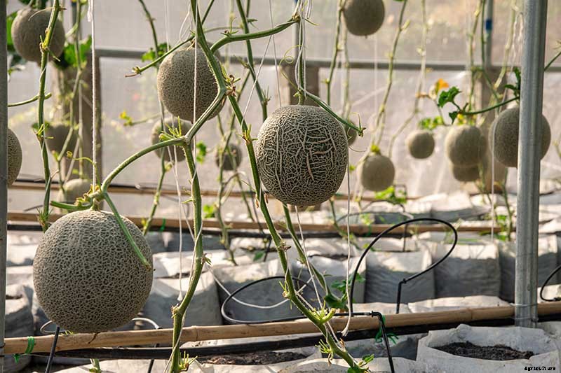 When and How to Harvest Cantaloupe, the Sweetest Garden Candy