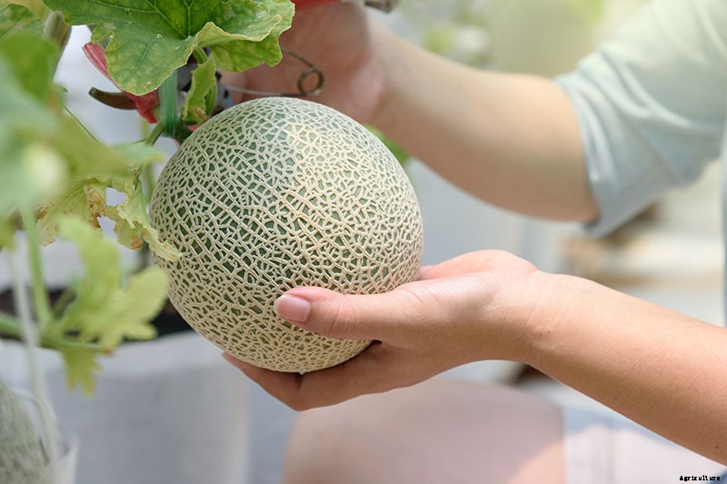 When and How to Harvest Cantaloupe, the Sweetest Garden Candy