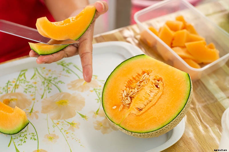 When and How to Harvest Cantaloupe, the Sweetest Garden Candy