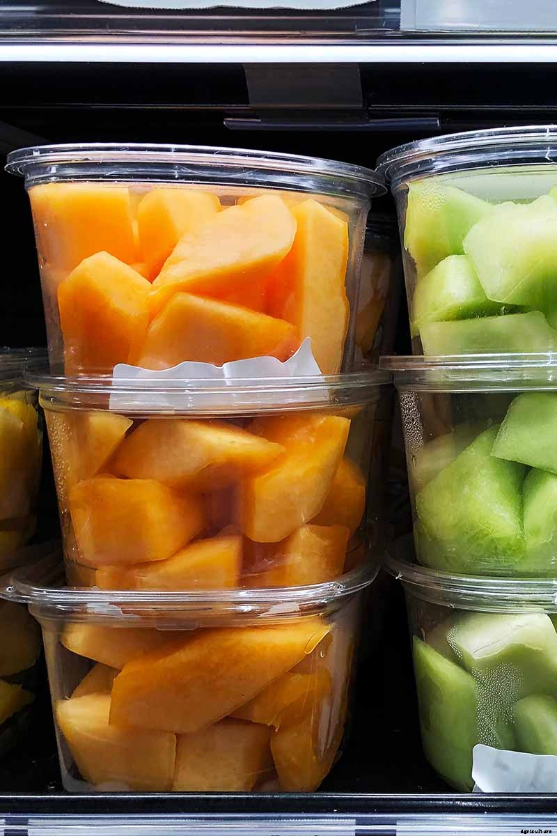 When and How to Harvest Cantaloupe, the Sweetest Garden Candy
