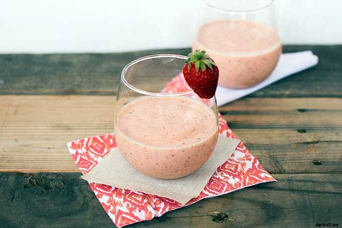 When and How to Harvest Cantaloupe, the Sweetest Garden Candy