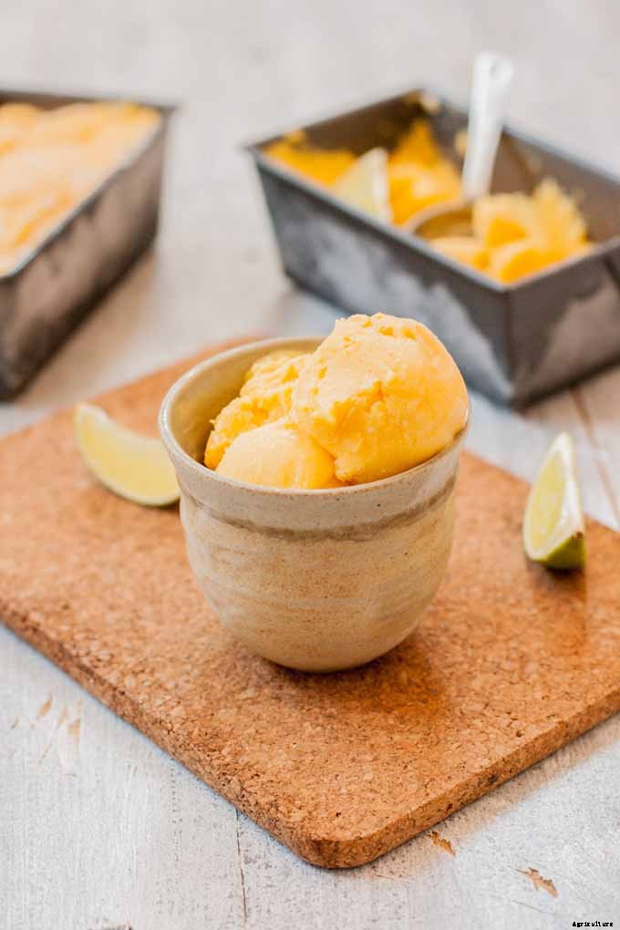 When and How to Harvest Cantaloupe, the Sweetest Garden Candy