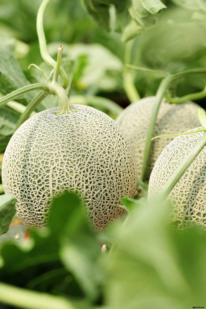When and How to Harvest Cantaloupe, the Sweetest Garden Candy