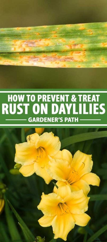 Understanding, Treating, and Avoiding Rust on Daylilies