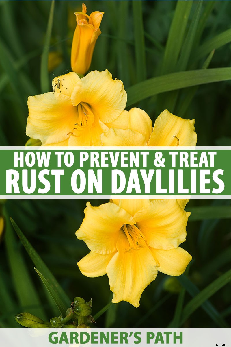 Understanding, Treating, and Avoiding Rust on Daylilies