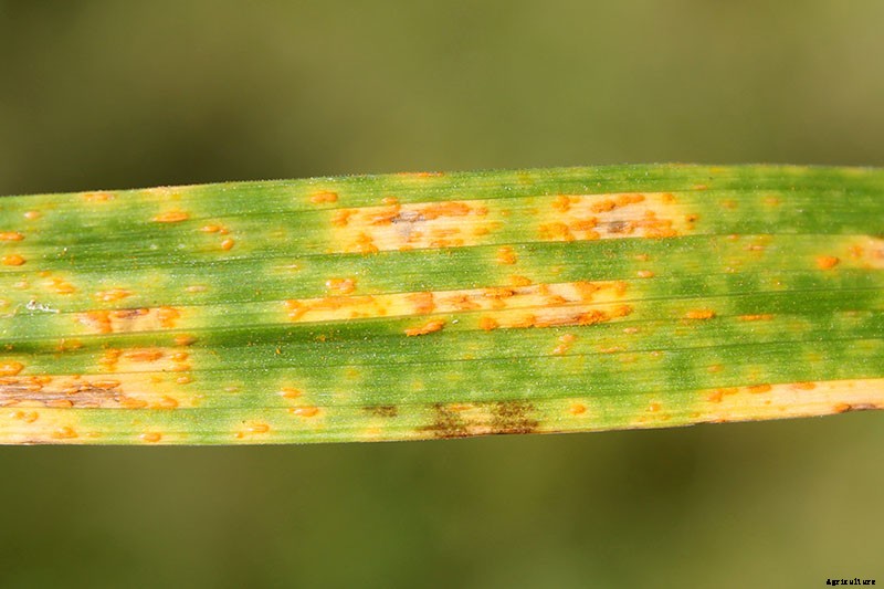 Understanding, Treating, and Avoiding Rust on Daylilies