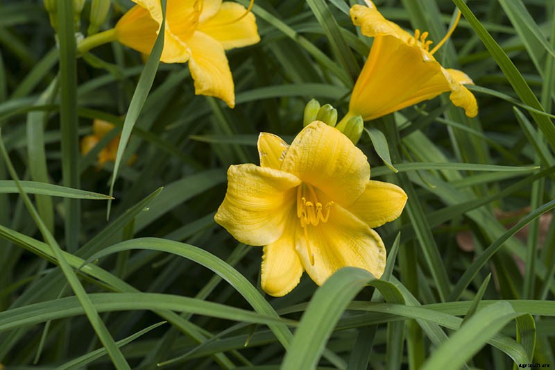 Understanding, Treating, and Avoiding Rust on Daylilies