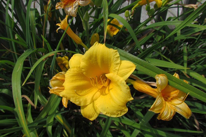 Understanding, Treating, and Avoiding Rust on Daylilies