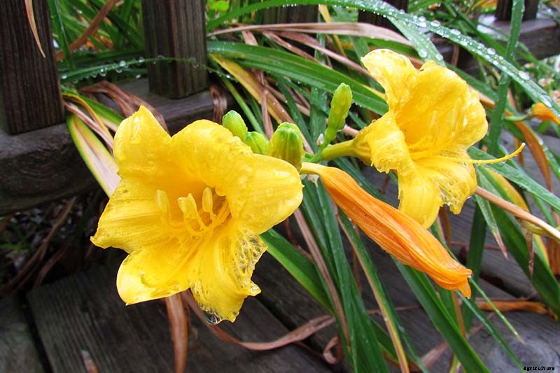 Understanding, Treating, and Avoiding Rust on Daylilies