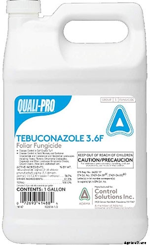 Understanding, Treating, and Avoiding Rust on Daylilies