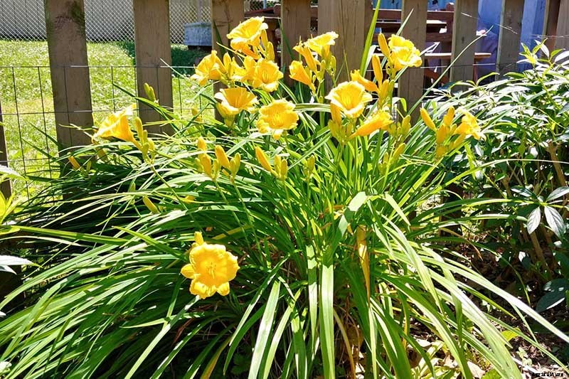 Understanding, Treating, and Avoiding Rust on Daylilies