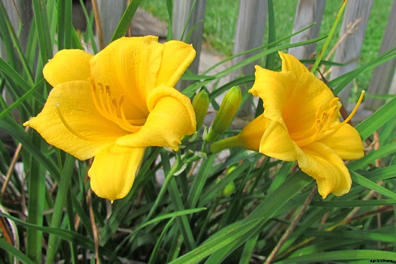 Understanding, Treating, and Avoiding Rust on Daylilies