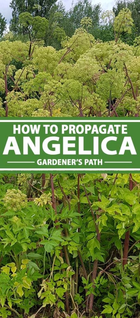 How to Propagate Angelica