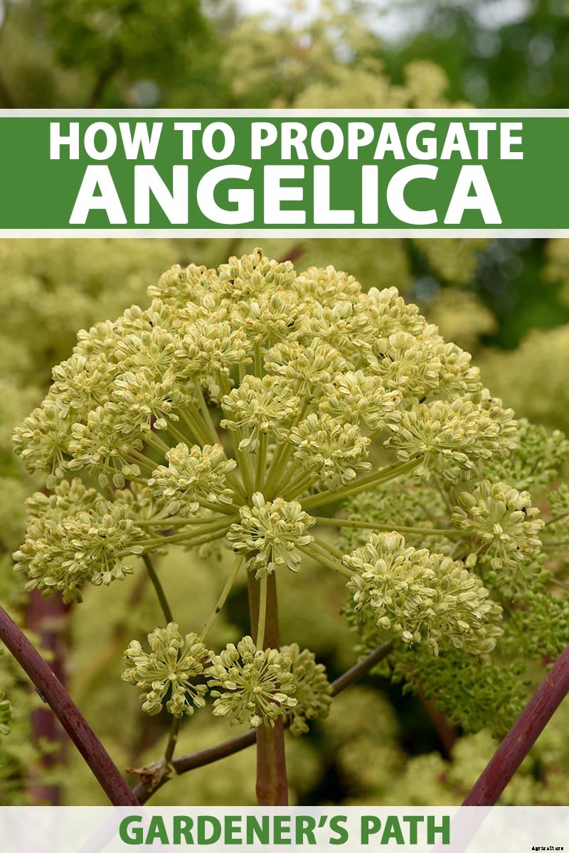 How to Propagate Angelica
