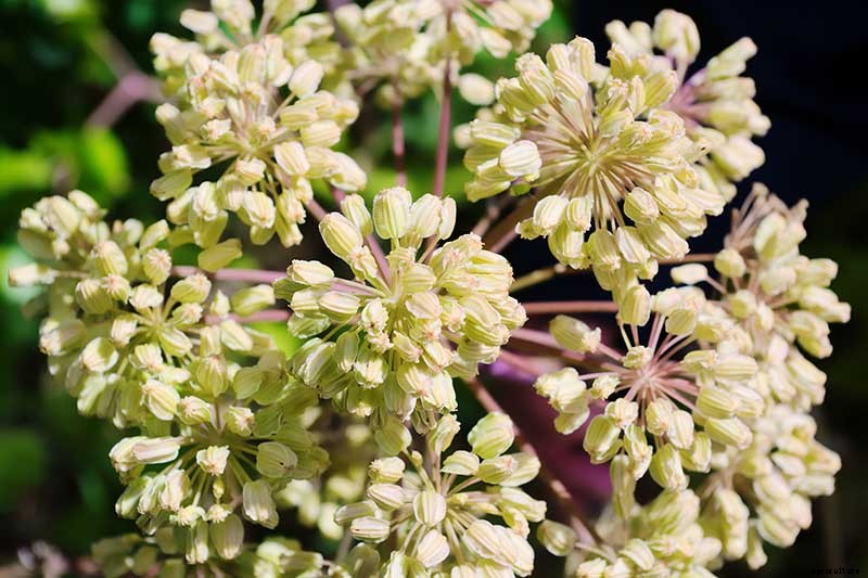 How to Propagate Angelica