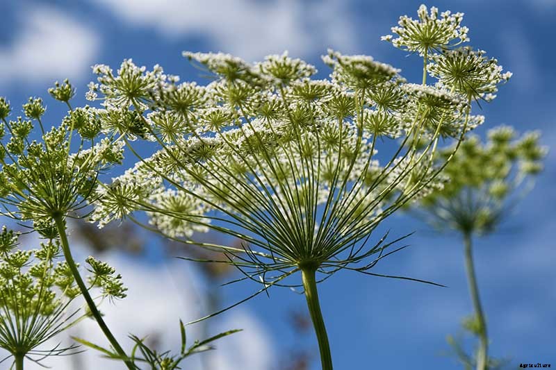 How to Propagate Angelica