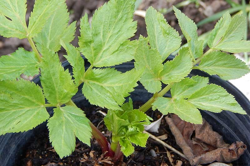 How to Propagate Angelica