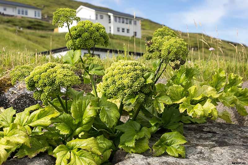 How to Propagate Angelica