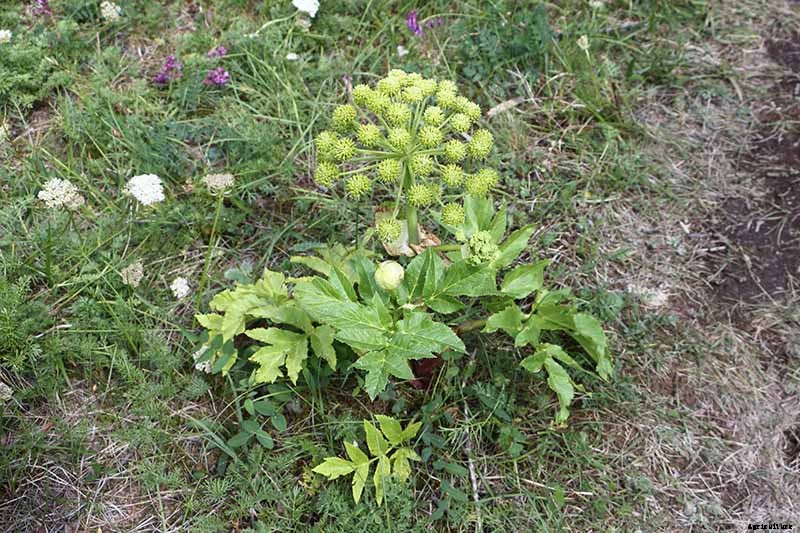 How to Propagate Angelica